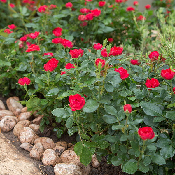 バラの苗/[25年10月中下旬予約...