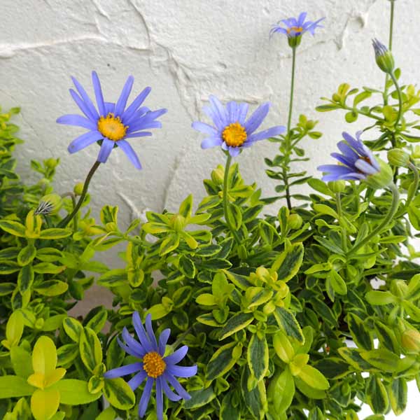 草花の苗/[26年4月上旬予約]ブ...