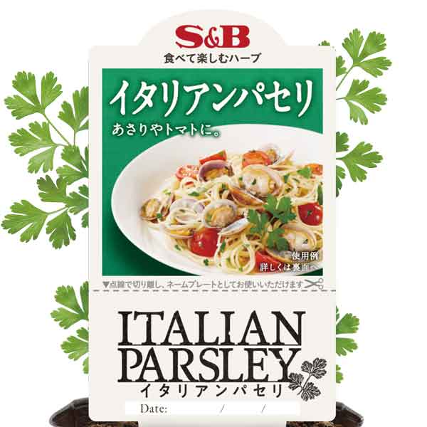 ハーブの苗/[26年4月下旬予約]S＆Bイタリアンパセリ3号ポット