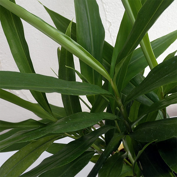 ハーブの苗/[26年4月上旬予約]アジアンハーブ：タイショウガ（タイジンジャー/カー）3.5号ポット