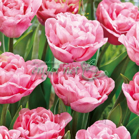 球根/[25年9月中下旬予約]チューリップ（八重咲き）：マリアージュ3球入り（DE）（早咲き）のサムネイル