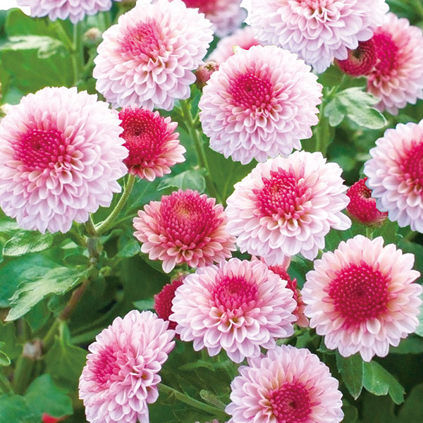 草花の苗/[25年9月中下旬予約]手間なし菊苗：秋のポンポン咲き　ラブベリー4号ポットのサムネイル