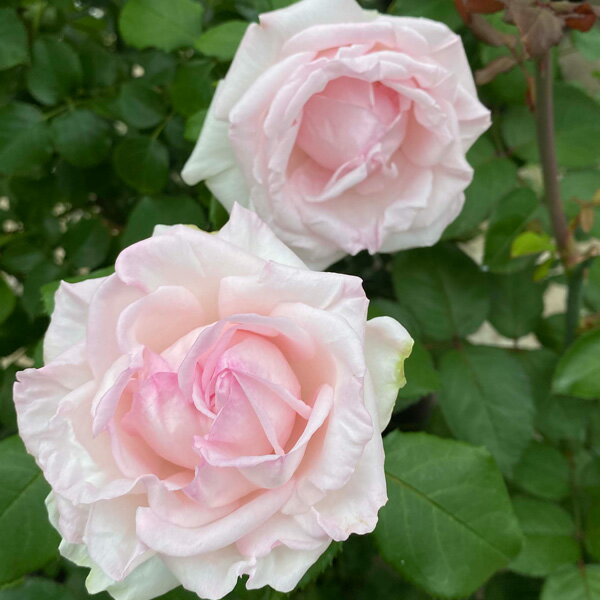 バラの苗/[送料無料][25年11...