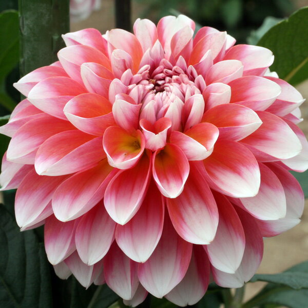 球根/[26年3月中下旬予約]ダリアの球根：（中小輪）花夢（かむ）1球