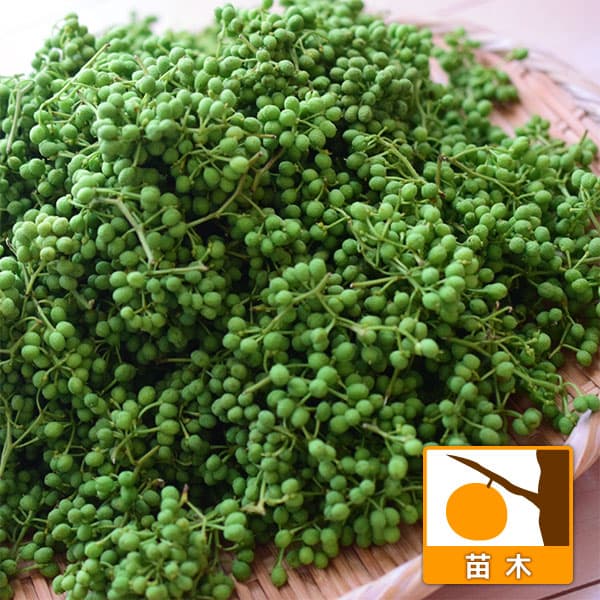 花木 庭木の苗/[26年3月中下旬予約]山椒（サンショウ）：ブドウ山椒3号ポット