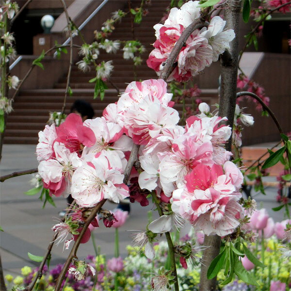 花木 庭木の苗/[25年12月上中旬予約]花桃：源平シダレ（ゲンペイシダレ）接木苗 4～5号ポット