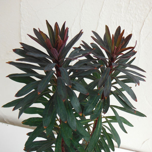 草花の苗/[24年8月下旬予約]ユーフォルビア：ブラックバード3.5号ポットのサムネイル