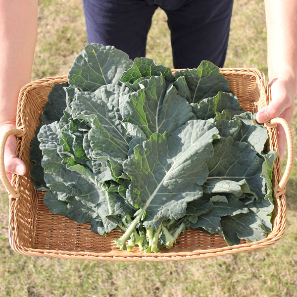 サントリー 本気野菜 苦味、えぐみ、辛味が少なく食べやすい 野菜苗野菜の苗/[26年10月中下旬予約]ケール：おばんざいケール(R)3号ポット*健康に良いだけではない、美味しさを兼ね備えた新ケール。苦味なく、繊維が柔らかいのでほうれん草のように気軽に食べられる品種です。特徴■苦味、えぐみ、辛味が少なく食べやすい、おいしいケール■体に嬉しいルティン、スルフォラファンが従来品種より豊富！■冬は特に甘みが増し、糖度は15度にも（1月測定）タイプ：アブラナ科栽培方法：日当たりと風通しのよい所で、水はけのよい土に肥料をよく混ぜ込み、 植え付けます。畑の場合は株間30cm、鉢の場合は7号（直径21cm）鉢に1株を目安に。植え込み後約40日収穫。ある程度枚数が増えてから収穫を。収穫は一番外の葉から順番に摘み取ります。常に7〜8枚程度の葉を残しながら収穫をすると長く利用可能。冬も枯れずに収穫可能。特に甘みが強くなる。夏まで長く楽しめます。■10月中旬〜10月下旬頃のお届けの予約販売です。・出荷開始予定：2026年10月中旬〜・注文締切日：2026年10月12日（月）午前7時まで・「10月中下旬予約」カテゴリ以外の商品とはご一緒にご注文いただけません。（商品名の頭に「[26年10月中下旬予約]」が付いている商品となります）・ご注文同士をおまとめすることはできません。送料はそれぞれにかかります。・お届け日のご案内は2026年10月13日（火）以降にメールにてお知らせします。お届け日指定はお受けできませんが、曜日や時間帯のご指定は承ります。（受信できるアドレスにてご注文お願いします。）・品種・作柄によりお届け時期が変更になったり、お届けできなくなる場合がございます。[26年10月中下旬予約]ケール：おばんざいケール(R)3号ポット*の栽培ガイド本気野菜レシピ　ケール：おばんざいケールでつくるケールと明太子のクリームパスタ　-サントリー本気野菜-