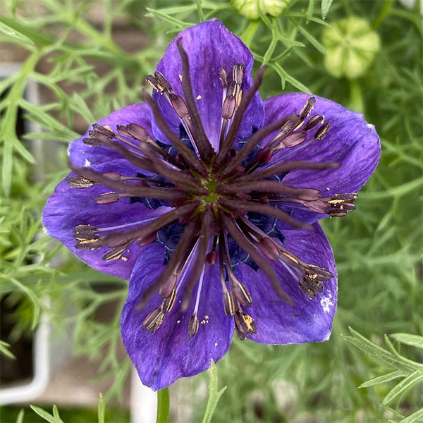 楽天市場】ニゲラ 苗（花・ガーデン・DIY）の通販