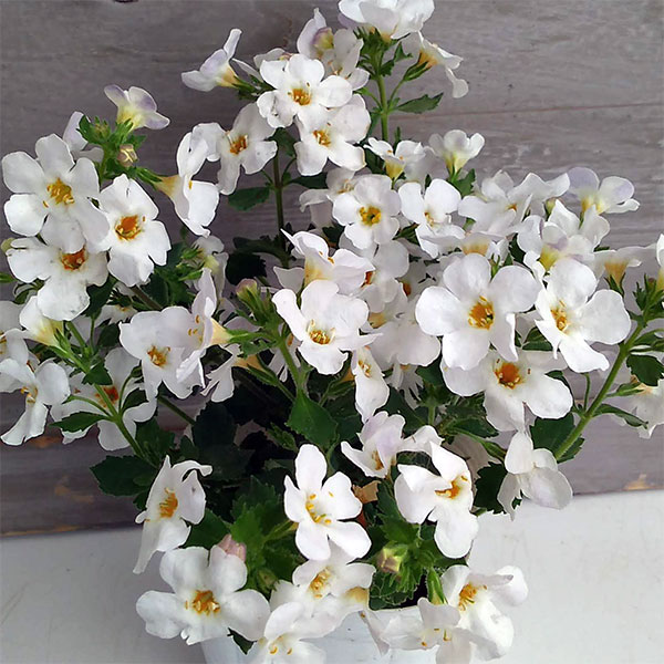 草花の苗/[25年10月中下旬予約]バコパ：カリプソジャンボ　ホワイト3.5号ポットのサムネイル