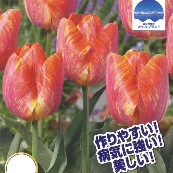 Rakuten - 球根/[26年9月中下旬予約]チューリップ：夕やけ小町3球入り（T）