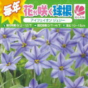 球根/[23年9月中下旬予約]アイフェイオン（ハナニラ）： ジェシー10球入り