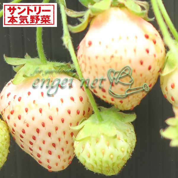 サントリー本気野菜野菜の苗/[26年10月中下旬予約]イチゴ（一季成り）：白蜜香(R)（しろみつか）3号ポット*フルーティで甘い白イチゴ！甘さ、丈夫さにこだわったサントリーフラワーズの本気野菜シリーズのいちごです。一度食べたら忘れられない「蜜」のような濃い甘さがあります。まるでパインのような強い芳香、香りも美味しいイチゴです。育てやすく、着果性が高く、生育旺盛な品種です。タイプ：耐寒性多年草収穫時期：5月上旬〜6月中旬果形：円錐糖度：14度〜18度（春季）草丈：20〜30cm株張り：30〜40cm栽培方法：鉢植えの場合、有機質に富み、肥料持ちがよく、水はけの良い土を用い、ウォータースペースをしっかり残して植えます。元肥は長く効く緩効性タイプを使用しましょう。 定植時は株元の「クラウン」に土がかぶらないよう気をつけましょう。畑に植える場合は、30cm間隔で植え込みを。2月下旬頃マルチを張ると病気にかかりにくくなります。冬場は、生育が止まったように見えても株の中心部はしっかり生きています。過乾燥させないように、注意しましょう。土の表面が乾いたらしっかり水を与えてください。春先3月下旬頃、温度が上がってきたら元気良く葉が芽吹いてきます。週1回液肥を与えましょう。花が咲いたら、綿棒や筆を使って中心の雌しべにまんべんなく花粉がつくように受粉させてください。受紛後、20日〜35日で熟します。肥大し始めた果実は傷が入るとカビに犯されやすくなり、また地際を這うナメクジや空からは鳥も狙ってきます。マルチシートや敷き藁を敷き、ベランダでは鳥が来ないよう予防してください。 お届けする苗は3号（直径9cm）ポット入りです。写真は成長時のイメージですが、お届けの際は苗の状態です。■10月中旬〜10月下旬頃のお届けの予約販売です。・出荷開始予定：2026年10月中旬〜・注文締切日：2026年10月12日（月）午前7時まで・「10月中下旬予約」カテゴリ以外の商品とはご一緒にご注文いただけません。（商品名の頭に「[26年10月中下旬予約]」が付いている商品となります）・ご注文同士をおまとめすることはできません。送料はそれぞれにかかります。・お届け日のご案内は2026年10月13日（火）以降にメールにてお知らせします。お届け日指定はお受けできませんが、曜日や時間帯のご指定は承ります。（受信できるアドレスにてご注文お願いします。）・品種・作柄によりお届け時期が変更になったり、お届けできなくなる場合がございます。[26年10月中下旬予約]イチゴ（一季成り）：白蜜香(R)（しろみつか）3号ポット*の栽培ガイド野菜：イチゴ（苺）の栽培方法