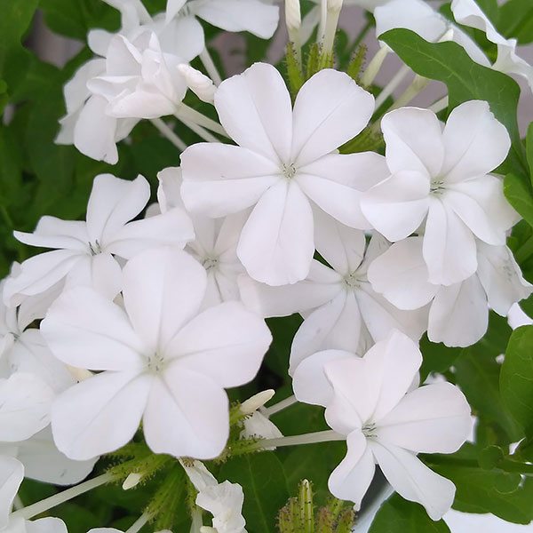 [26年4月下旬予約]プルンバーゴ（ルリマツリ）：ホワイト ボサ仕立て 5号鉢植え