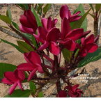 花木 庭木の苗/[24年6月中下旬予約]プルメリア：Red jack（レッドジャック）5号鉢植え