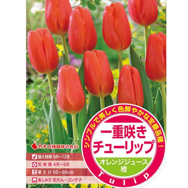 小型球根/[26年9月中下旬予約]チューリップ（単色咲き）：オレンジジュース4球入り（T）シンプルで色鮮やかな定番品種！オーソドックスなタイプではありますが、満開になっても花のかたちが崩れにくく、一重咲き品種の中でも根強い人気のある品種です。タイプ：ユリ科の耐寒性球根植物植付け適期：9月〜12月開花時期：4月〜5月草丈：40〜50cm用途：花壇、鉢植え日照：日向むき栽培方法：植えつけ適期は秋〜年末までです。日当たりのよい場所で、よく耕した土に化学肥料等をまぜ、球根の高さの3倍ほどの深さに植えます。一定期間低温に当たることで開花しますので、鉢植えでも冬は戸外の寒い場所で管理してください。また、水切れすると花が咲かなくなりますので、冬もたっぷり水をやってください。（沖縄地域では花が咲かないことがありますので、ご注意ください）★球根の状態でのお届けです※球根の表皮が剥けていたり、細かな傷がある場合がございます。生育には支障ありませんので予めご承知おきください。■9月中旬〜9月下旬頃のお届けの予約販売です。・出荷開始予定：2026年9月中旬〜・注文締切日：2026年9月14日（月）午前7時まで・「9月中下旬予約」カテゴリ以外の商品とはご一緒にご注文いただけません。（商品名の頭に「[26年9月中下旬予約]」が付いている商品となります）・ご注文同士をおまとめすることはできません。送料はそれぞれにかかります。・お届け日のご案内は2026年9月15日（火）以降にメールにてお知らせします。お届け日指定はお受けできませんが、曜日や時間帯のご指定は承ります。（受信できるアドレスにてご注文お願いします。）・品種・作柄によりお届け時期が変更になったり、お届けできなくなる場合がございます。[26年9月中下旬予約]チューリップ（単色咲き）：オレンジジュース4球入り（T）の栽培ガイドチューリップの球根の植えつけ方法秋植え球根のダブルデッカー植え球根の植付け秋植え球根プランターに何個のチューリップ球根を植えますか？