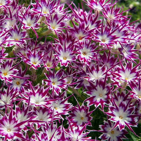 草花の苗/[26年4月上旬予約]フロックス：ポップスターズ パープルウィズアイ3.5号ポット