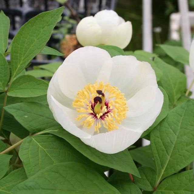 楽天市場】山芍薬 苗の通販