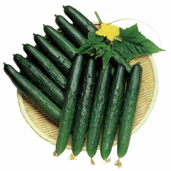 野菜の苗/[26年4月下旬予約]キュウリ：夏秋節成 接木苗3号ポット
