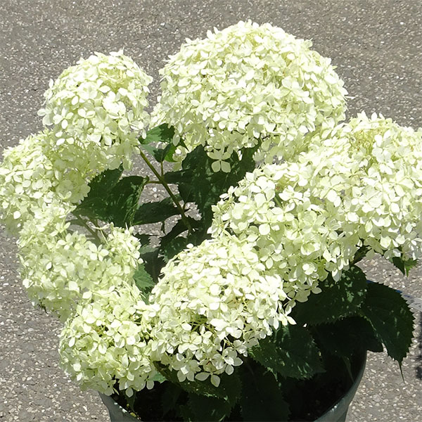 花木庭木の苗/[26年6月中下旬予...