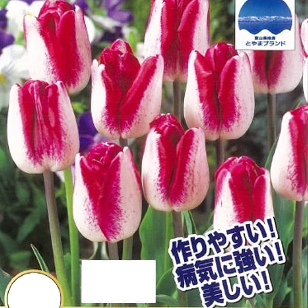 Rakuten - 球根/[26年9月中下旬予約]チューリップ：紫雲（しうん）3球入り（T）