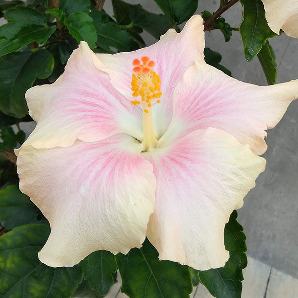 康乃馨 - [26年6月中下旬予約]ハイビスカス：珠奈（じゅな）7号鉢植え