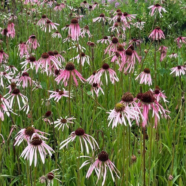 草花の苗/[26年3月中下旬予約]エキナセア：パリダ（パープルコーンフラワー）3.5号ポット