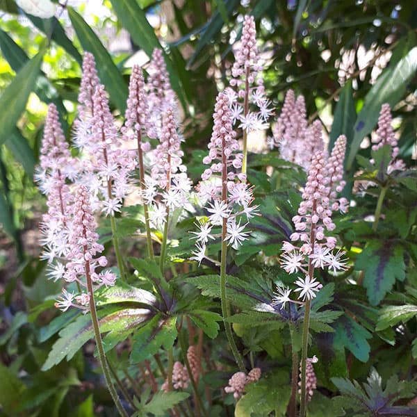 ֤/[25ǯ10沼ͽ]ƥ顧ԥ󥯥å3-3.5ݥå