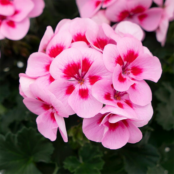 楽天市場】ゼラニウム八重咲きの通販