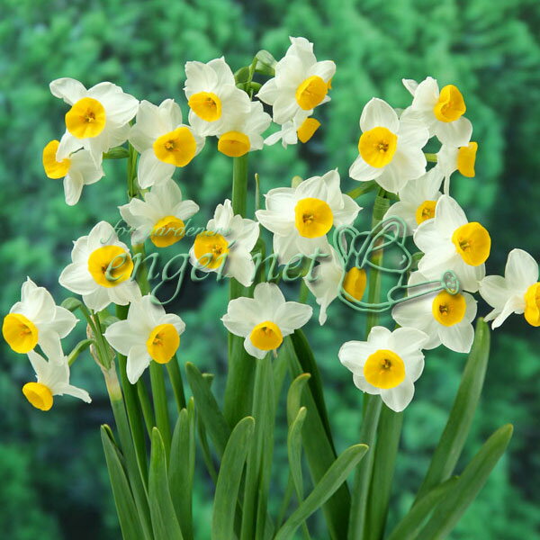 [25年12月上中旬予約]芳香日本水仙1球植え3号深ポット入り 6株セット