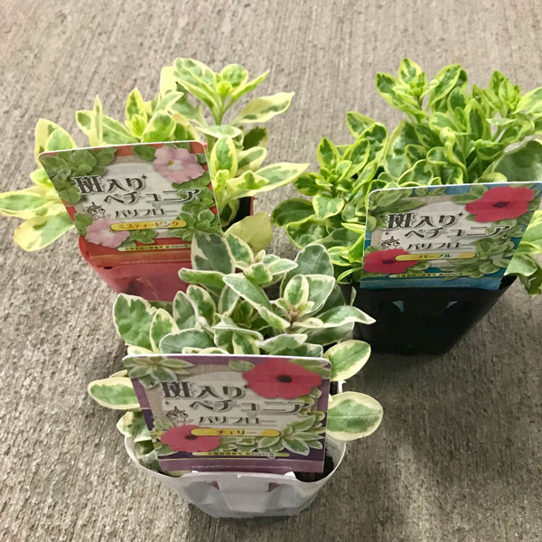 草花の苗/[26年3月中下旬予約]斑入り葉ペチュニア：バリフロー3種セット（PVP）3号ポット