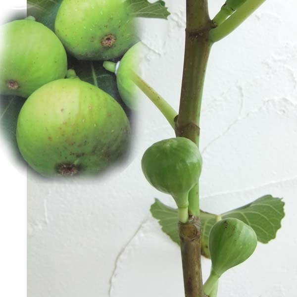 果樹の苗/[26年3月中下旬予約]イチジク：ロードス3号ポット