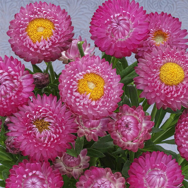 草花の苗/[26年3月中下旬予約]...