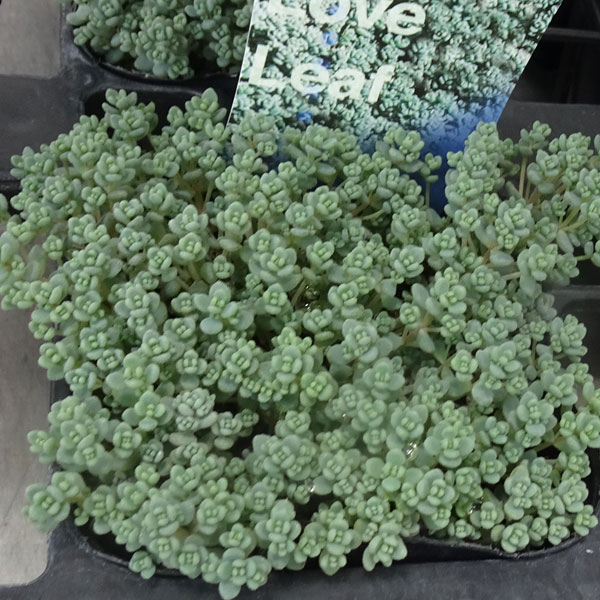 観葉植物/[24年3月中下旬予約]セダム：ダシフィルム3号ポットのサムネイル