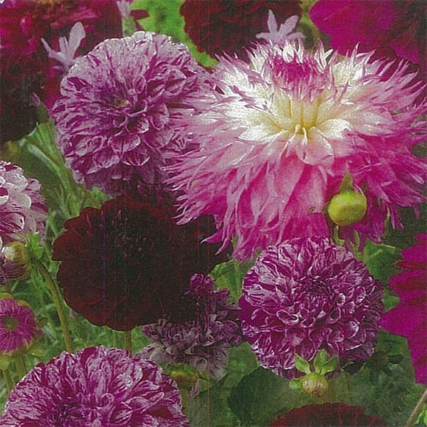 �庬/[26ǯ4����ͽ��]���ꥢ������ǡ������ߥå��� �ѡ��ץ�ߥå���5������