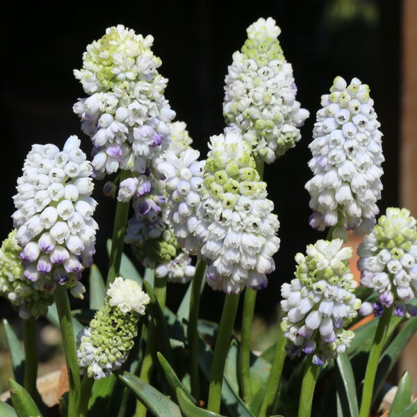 [26年2月中下旬予約]ムスカリ：ダブルマジック4球植え3.5号ポット