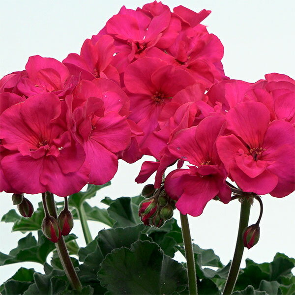 草花の苗/[25年9月中下旬予約]ゼラニウム：トゥンバオ　エキストラピンク3.5号ポットのサムネイル