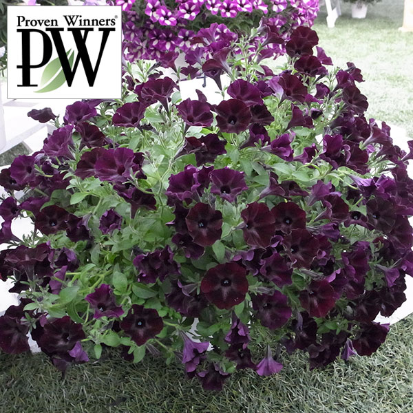 草花の苗/[送料無料][24年3月中下旬予約]ペチュニア：スーパーチュニア　スワローブラック3号ポット 12株セットのサムネイル