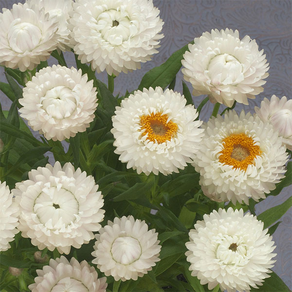 草花の苗/[26年3月中下旬予約]...