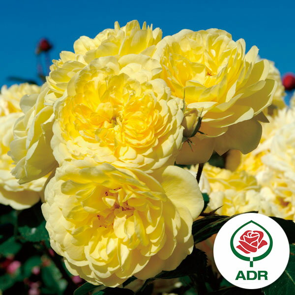 バラの苗/ 26年5月中下旬予約 四季咲中輪バラ：ベル ロマンティカ新苗