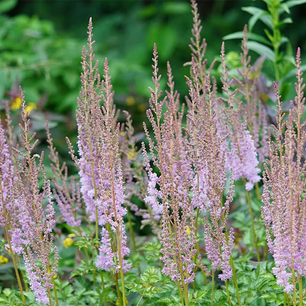6月〜8月開花 淡いラベンダーピンクの花 大型種 日陰にも向く宿根草草花の苗/[26年10月中下旬予約]アスチルベ：シネンシス タケッティ スペルバ3.5号ポットスペルバはアスチルベの中でも大型となる品種で存在感があります。きれいなラベンダーピンクのボリュームある花穂を立ち上げ、開花期間が長い品種です。半日陰〜日陰の場所が適しています。開花は他の品種よりやや遅めです。RHS Award of Garden Merit 賞受賞品種です。学名Astilbe chinensis var.taquetii ”Superba”(Chinese Astilbe)タイプユキノシタ科アスチルベ属の耐寒性多年草原産地交配種草丈90〜120cm開花期6〜8月用途庭植え、鉢植え日照明るい日陰栽培方法：明るい日陰を好みます。鉢植えの場合は水切れに注意してください。3.5号（直径10.5cm）ポット入りです。冬季は地上部が枯れた状態でのお届けです。■10月中旬〜10月下旬頃のお届けの予約販売です。・出荷開始予定：2026年10月中旬〜・注文締切日：2026年10月12日（月）午前7時まで・「10月中下旬予約」カテゴリ以外の商品とはご一緒にご注文いただけません。（商品名の頭に「[26年10月中下旬予約]」が付いている商品となります）・ご注文同士をおまとめすることはできません。送料はそれぞれにかかります。・お届け日のご案内は2026年10月13日（火）以降にメールにてお知らせします。お届け日指定はお受けできませんが、曜日や時間帯のご指定は承ります。（受信できるアドレスにてご注文お願いします。）・品種・作柄によりお届け時期が変更になったり、お届けできなくなる場合がございます。