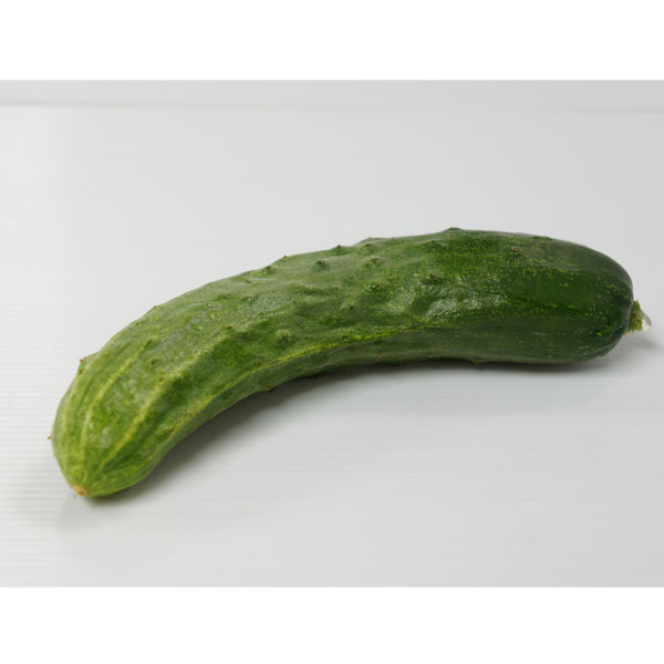 野菜の苗/[26年4月下旬予約]信州野菜：キュウリ：八町きゅうり自根苗3号ポット