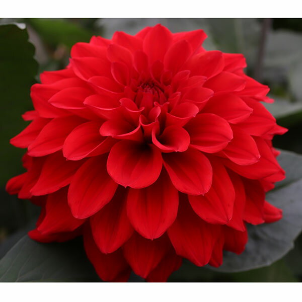 球根/[26年3月中下旬予約]ダリアの球根：（中大輪）アルマルビー1球