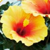 草花の苗/[24年5月中下旬予約]ハイビスカス：ニューアポロ 3.5号ポットのサムネイル