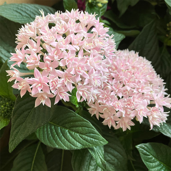 草花の苗/[26年4月下旬予約]ペンタス（八重咲き）：ラ