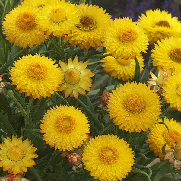 楽天市場】ヘリクリサム 苗（花の苗物｜苗物）：ガーデニング・農業<花