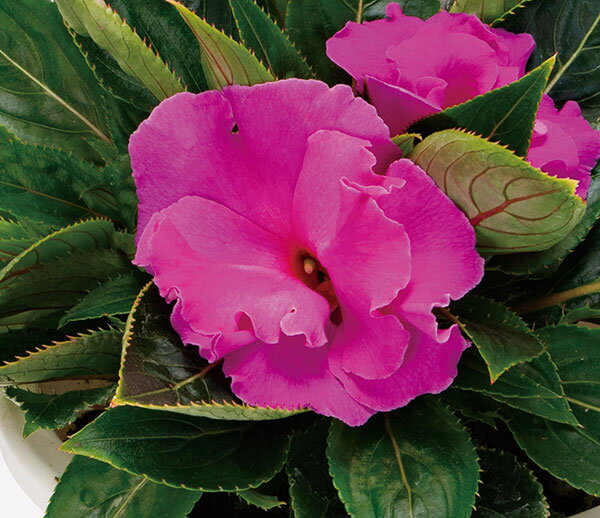 草花の苗/[26年3月中下旬予約]...