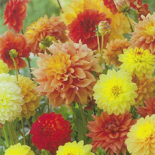 �庬/[26ǯ4����ͽ��]���ꥢ������ǡ������ߥå��� ���������ߥå���5������