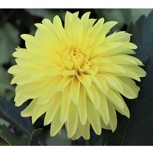 球根/[26年3月中下旬予約]ダリアの球根：（小輪）星物語1球