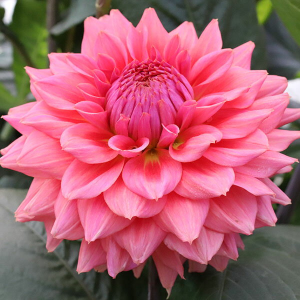 �庬/[26ǯ3���沼��ͽ��]���ꥢ�ε庬���������ء˥��������1��